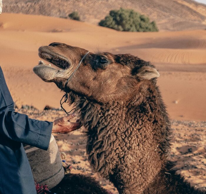 5-day agadir to merzouga desert tour