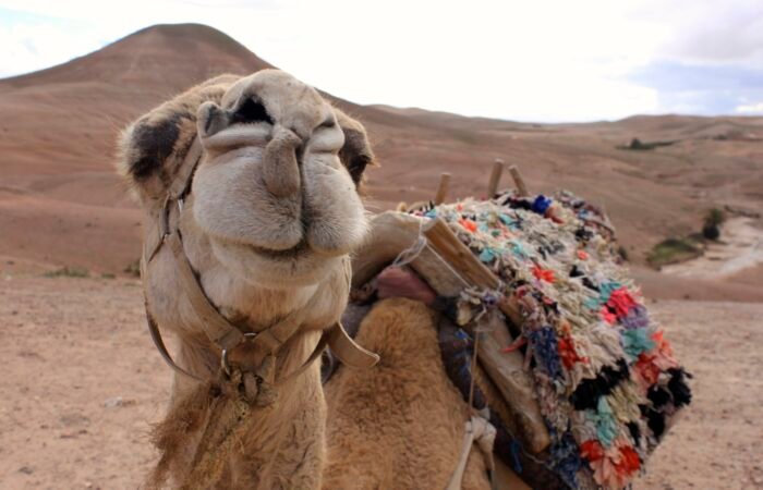 Agafay Desert Day Trip from Marrakech