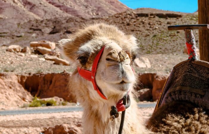 Ait Ben Haddou From Marrakech
