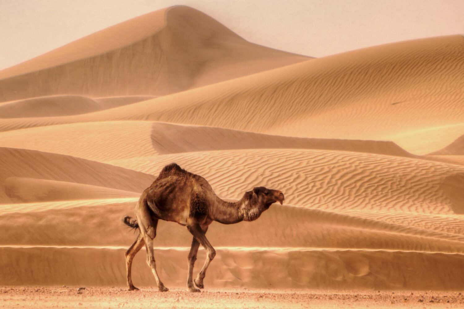 2 Days Desert Tour From Ouarzazate