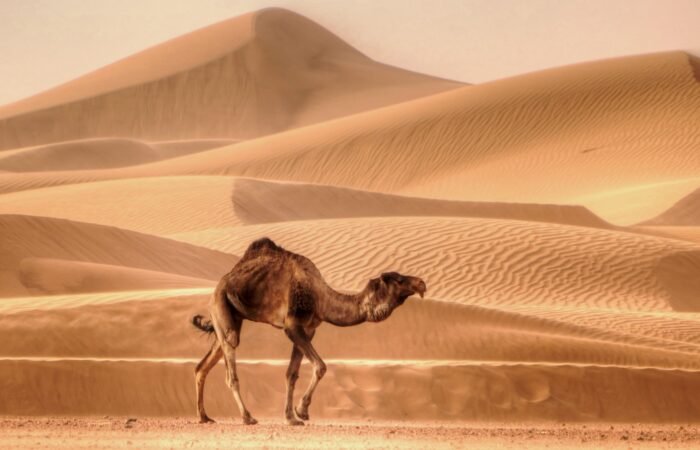 2 Days Desert Tour From Ouarzazate
