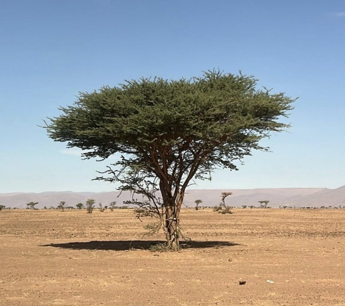 2 Days From Fes To Merzouga Desert