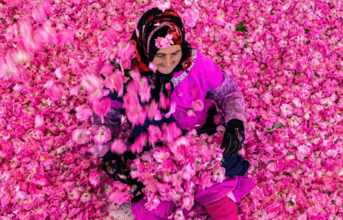 Découvrez le Festival des Roses 2026 à Kelaat M'Gouna