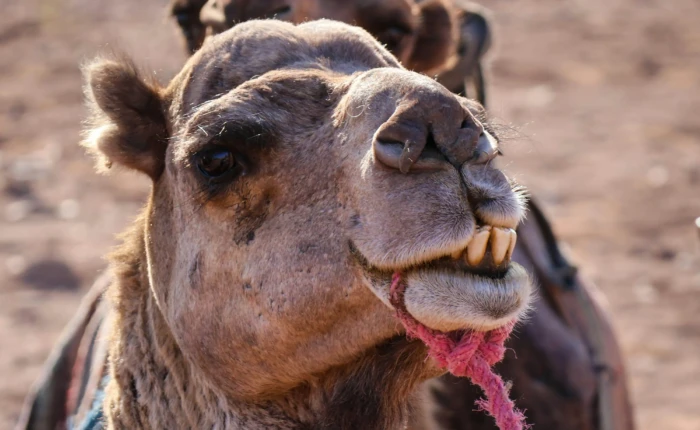 Marrakech to Erg Chigaga tour
