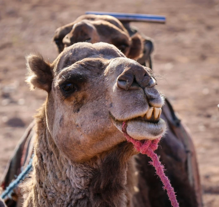 Marrakech to Erg Chigaga tour